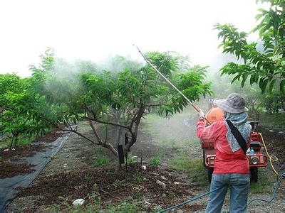 去除农药残留的方法 2分鐘去掉農藥