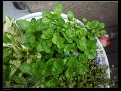 薄荷扦插 0420花园日记(薄荷的生长与扦插)