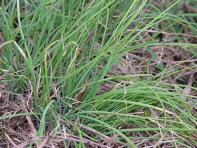 地里的野菜能治病 不花钱地里的野菜治病多【你知道吗】