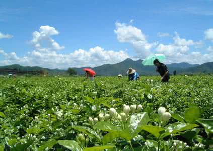 中国网城乡中国 茉莉花 中国 中国茉莉花之乡 茉莉花 中国