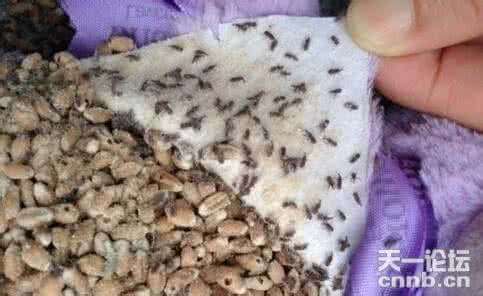 薰衣草招虫子吗 薰衣草长的虫子是什么?