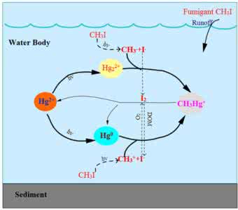 汞的生物甲基化过程 汞的生物甲基化