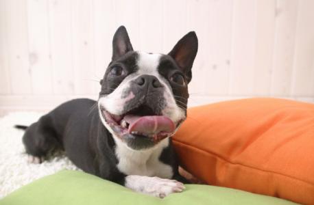 手机安全问题 关注 饲养幼犬须关注的安全问题