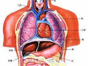 心肝脾肺肾 我的心肝，你的脾肺肾，都在忙什么呀？