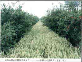 水土保持林业措施 水土保持林业技术措施
