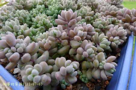 大姬星美人 大姬星美人Sedum dasyphyllum