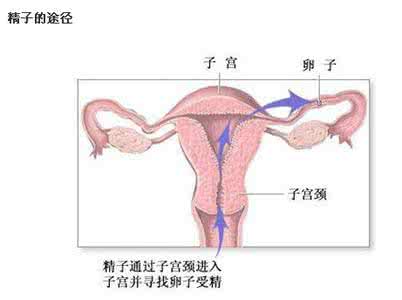 体外射精怀孕宝宝聪明 怎么射精容易怀孕？