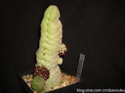 migi 凝蹄玉 凝蹄玉（Pseudolithos migiurtinus）基本养护