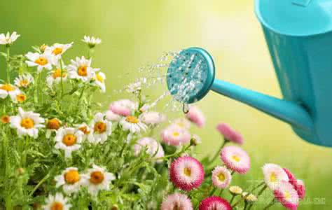 50种常见花卉浇水方法 花卉浇水小窍门