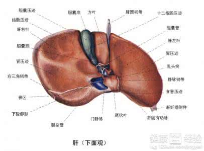 肝脏形态饱满 肝脏的形态和功能 治疗肝囊肿的方法