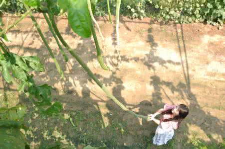 巨型一号丝瓜水被曝光 巨型一号丝瓜水被曝光 神秘巨型遗骨曝光 巨人族存在竟是真的