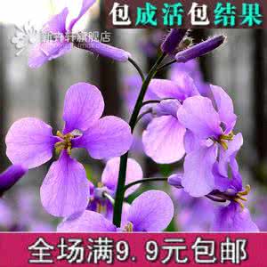 中国凤仙种子种植方法 中国凤仙种子种植方法 二月兰种子种植方法