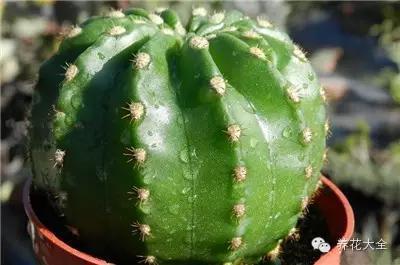 仙人球124种常见品种 仙人球124种常见品种 一起来看看仙人球品种