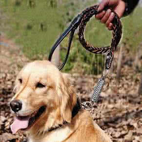 牵狗绳怎么套 狗绳怎么牵