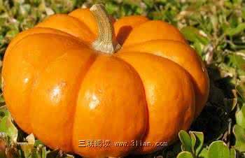 土豆的营养价值和功效 南瓜的营养价值和功效