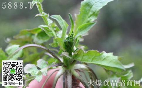 食用野菜 认识和食用野菜