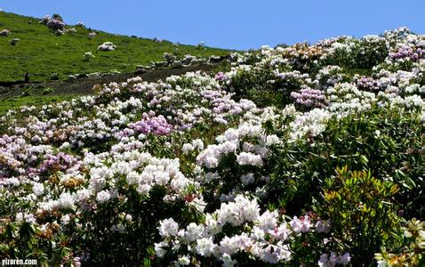 索玛花 索玛花 【索玛花怎么种】索玛花的种植方法