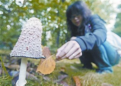 草坪蘑菇圈 高校教师校园草坪摘蘑菇煲汤中毒