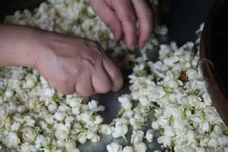 窨 茉莉花茶的窨制原理与过程