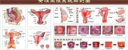 主治精神疾病医院 白环俞 主治男女生殖疾病