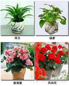 养什么植物最旺财运 选对植物旺家财 6大空间植物摆放宜忌