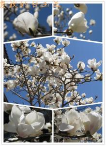 广东莲花山森林公园 大觀園：【粵園】【廣東035】【蓮花山】