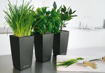 家居风水植物摆放禁忌 家居植物风水禁忌 家居植物风水的禁忌