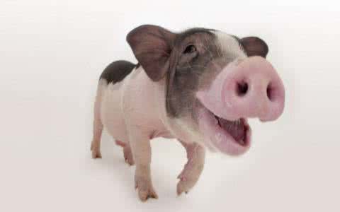 小懒猪2.0 小懒猪2.0怎么提现 秀猪怎么提现?