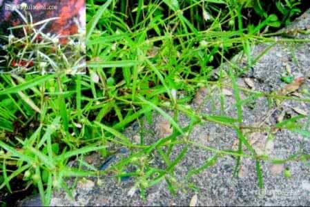 半枝莲白花蛇舌草治癌 半枝莲白花蛇舌草治癌 白花蛇舌草可以治肠炎吗