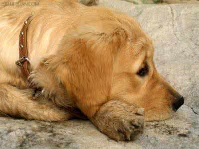 金毛犬有什么颜色 金毛犬什么颜色好