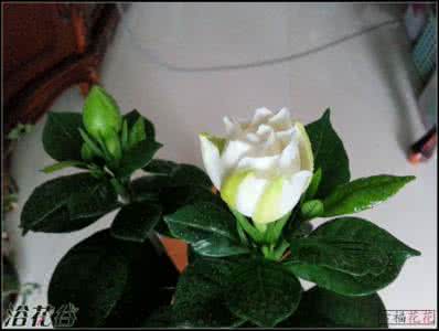 栀子花花蕾发黑脱落 怎样防止栀子花落蕾