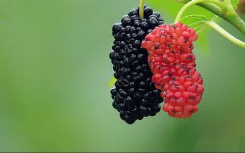 桑葚的营养价值 桑葚的营养价值有哪些?