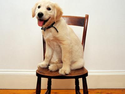 金毛犬喜欢吃什么 金毛犬吃什么 新手疑问:金毛犬最喜欢吃什么