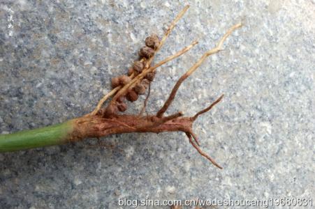 豆科植物与根瘤菌 根瘤菌科