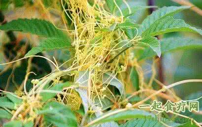 菟丝子新功效与作用 大菟丝子的功效