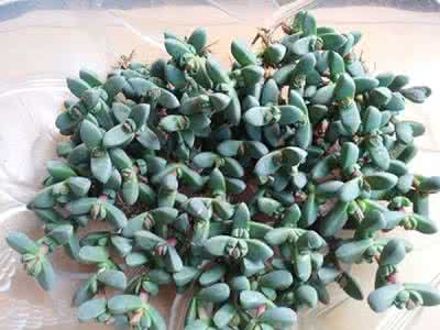 碧玉莲和鹿角海棠开花 鹿角海棠和碧玉莲的区别