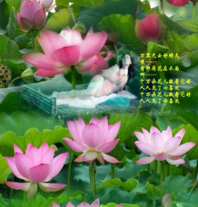 映日荷花 接天莲叶 日映荷花赏莲韵33首（绝美的荷花颂）