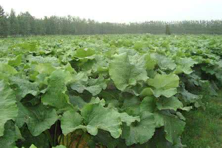 牛蒡的功效与作用 牛蒡 牛蒡的功效与作用