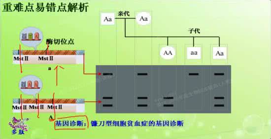 建筑工程技术主要课程 限制性内切酶 在遗传工程技术中，限制性内切酶主要用于 A．目的基因的提取和导入B．目的基因的导入和检测C．目的基