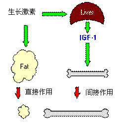 重组人生长激素副作用 生长激素 生长激素的作用你知道吗