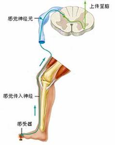 痛觉是如何产生的 痛觉