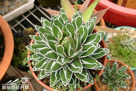 victoria 鬼脚掌Agave victoriaae-reginae基本养护篇