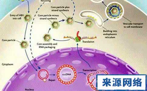 免疫性血小板怎样治疗 自身免疫性肝炎 自身免疫性肝炎如何治疗