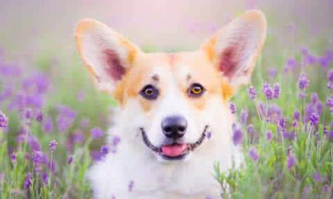 柯基犬价格多少钱一只 柯基犬价格 柯基犬价格一般要多少
