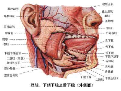 消化系统 消化系统 消化系统1到4部分