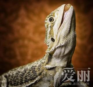 蜥蜴的饲养方法 饲养蜥蜴的五大原则