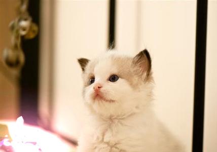 宠物幼猫可以吃什么 对宠物幼猫怎么饲养