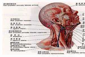 淋巴结肿大的治疗方法 耳后淋巴结肿大 耳后淋巴结肿大的治疗方法