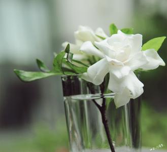 关于栀子花的唯美句子 栀子花开的季节