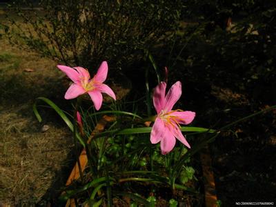 云南八大名花 云南八大名花 彩云之南八大名花---兰花